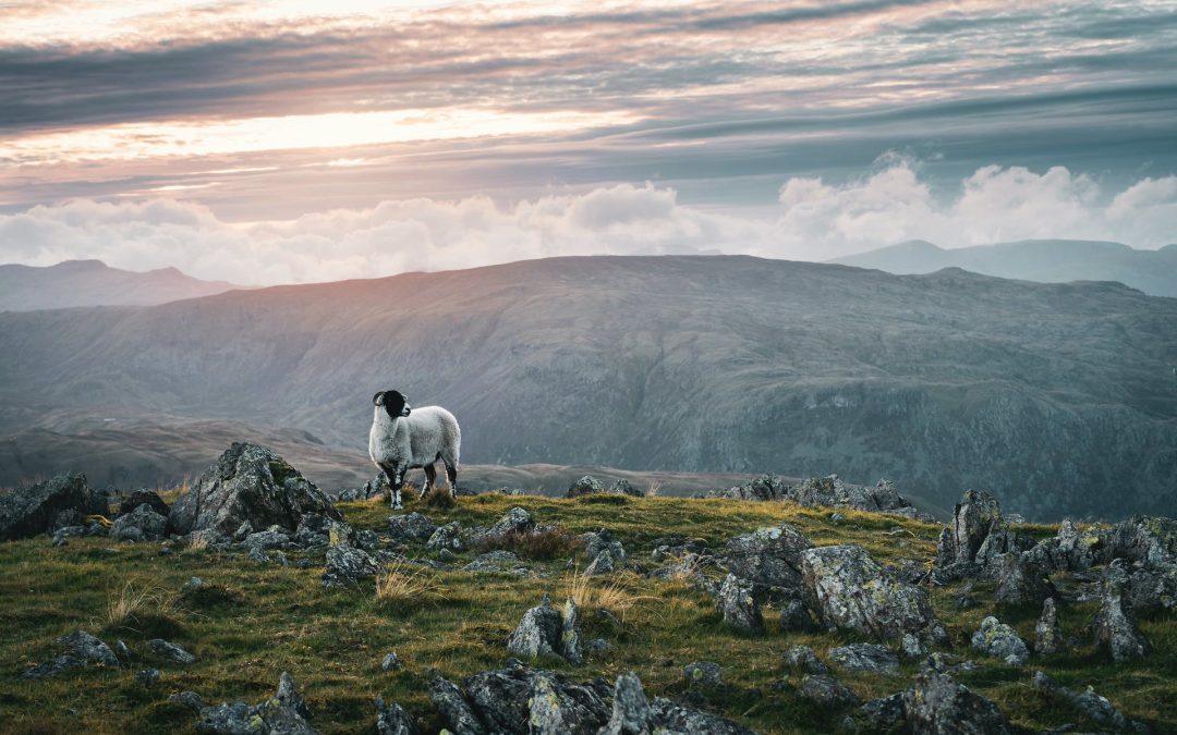 Schaf mit Bergen im Hintergrund